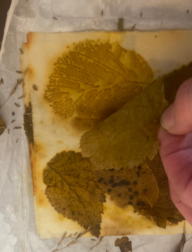 Eco printing, kontaktipainaminen kasveilla